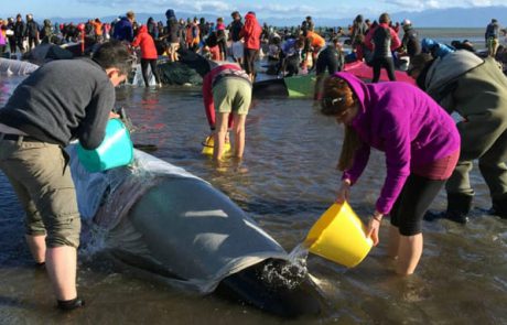 ניו-זילנד: מאות לווייתנים נתקעו על החוף (רשת)