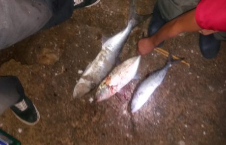שאדי מזאריב: “התחילה המלחמה תוך שעה תפסתי 3 דגים”