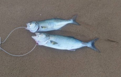 שגיא שניאור: זוג גומברים להיום 🎣🎣💪