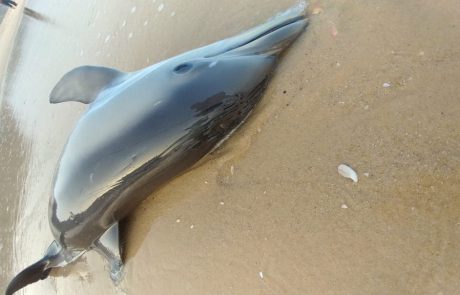 יורם כהן: “עצוב. דולפין באשקלון נפגע מסירה.”