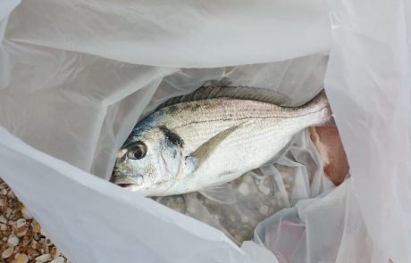 מאהר דייג חדש: ” איך מכינים בצק לדיג?”