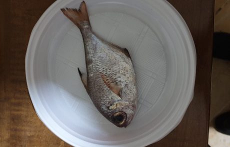 אמיר: “איזה דג זה ?”