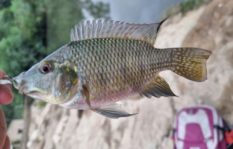 Shraga Milon: “בוקר של דיג XUL מהנה בירקון 🎣”