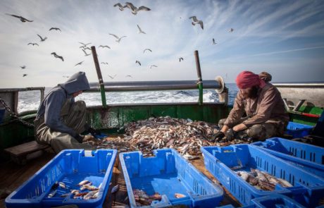 הארץ – אל תחסלו את הדיג בישראל