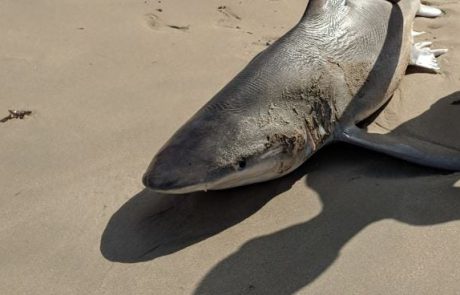 אריה קליגר: “כריש מת נפלט לחוף”