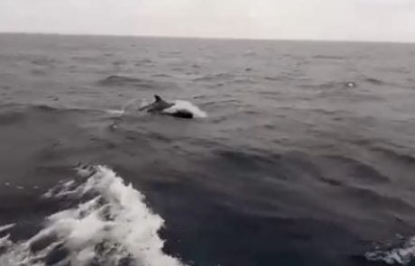 תצפית נדירה מיאכטה, בדרך מקפריסין לארץ: עב-שן קטלני הדולפין הקרוב ביותר לקטלן  (מחמל”י – מרכז חקר, מידע וסיוע ליונקים ימיים)