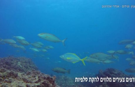 פיסת גן עדן ישראלי – פברואר 2016 בצלילה חופשית בשמורה