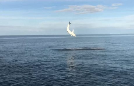 תיעוד: כריש עמלץ כחול מזנק באוויר (YNET)