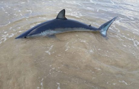 כריש היום במרינה הרצליה
