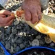 נפתלי ערוץ הדיג במים מתוקים: “סוף סוף זה הגיע סרטון הסבר על דיג קרפיונים”