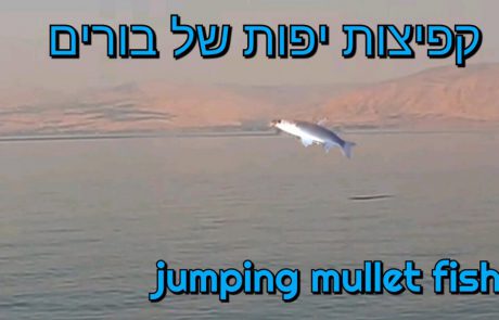 ליאור בן חיים: “תיעוד מטורף של בורים קופצים”