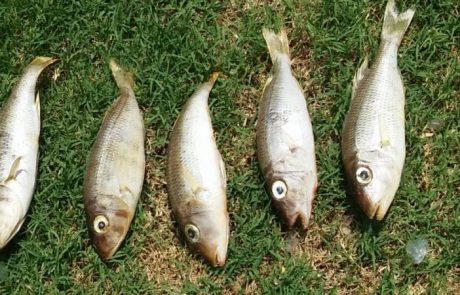 דני סטרולי: “תפסתי היום באילת את החמודים האלה, בין 10 ל 15 ס”מ. מישהו יודע לזהות אילו דגים אלה?”