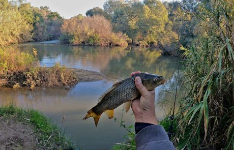 ליאור גכמן: “אני מרגיש את הדג בקצה החוט, ומיד מבין שהוא לא גדול אבל גם לא פראייר”