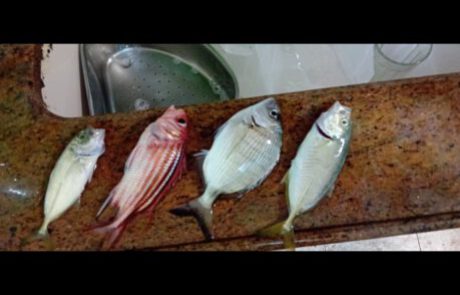 אמיר ועידן: “עזרה בזיהוי הדג הכי ימני והכי שמאלי שנה טובה ומבורכת לכולם”