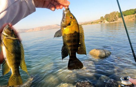 Shraga Milon: “בוקר של חיפוש חופים ודיג XUL בכנרת 🎣”