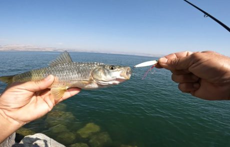 נפתלי ערוץ הדיג במים מתוקים: “היה הנאה הכי כיף ומרגיע בעולם אין כמו הכנרת שלנו הכי יפה ומרגיעה שיש”