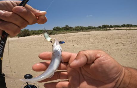 נפתלי ערוץ הדיג במים מתוקים: “ביקור קצר על הדרך של שעה וחצי זירזור בים המלוח קצת מלח לנשמה.”