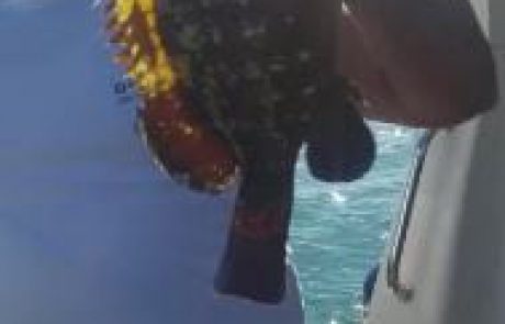 מיקי דייג ספורטיבי עם עוד שחרור של לוקוס אדום מתחת לגיל רבייה