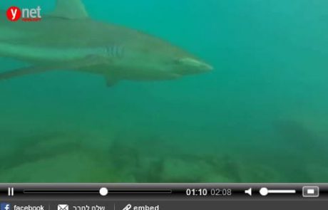 צפו: מבצע אווירי ותת-ימי לתיעוד כרישים בחדרה
