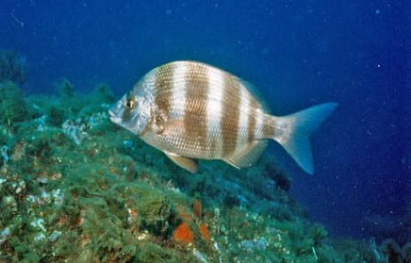 MAKO – דג נשך איש: מה הקטע של הדגים הנושכים המסתוריים בחופינו?