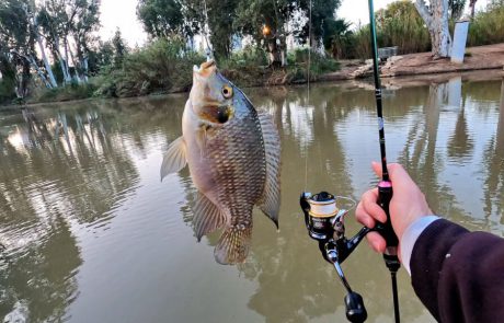 Shraga Milon: “בוקר של דיג XUL בירקון לאחר כ 3 חודשים 🎣”