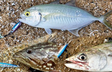 Shraga Milon: “דיג בז’רז’ור אולטרה לייט עם 7 דגים מ 6 סוגים שונים ? ו3 בריחות”