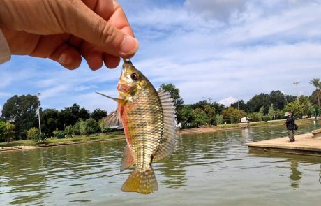 Shraga Milon: “דיג בז’רז’ור XUL באגם בפארק הירקון 🎣לפני הכל, הסרט צולם לפני תחילת המלחמה.”