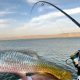 Shraga Milon: “יציאת דיג בכנרת מס’ 2 ל 2022, הפעם היתה מוצלחת יותר 🐟”