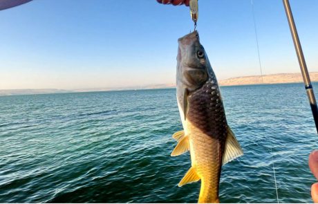 Shraga Milon: “יציאת דיג בכנרת מס’ 3 ל 2022, הפעם היה חלש יותר 🐟”