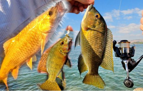 Shraga Milon: “בוקר של דיג XUL בכנרת עם עשרות דגים ואקשן ללא הפסקה 🔥🐟”