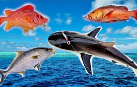 Shraga milon: “טיול דיג 🎣 במלדיביים 🏝 2022 – חלק 1 “