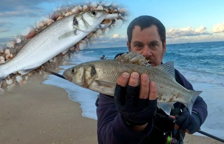 Shraga Milon: “לא כל יום פורים, נסיון להכות בברזל הלברקים בעודו חם 🐟”