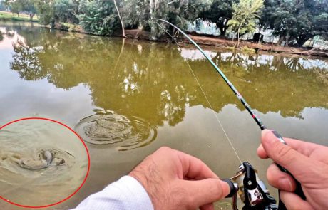 Shraga milon: “דיג בז’רז’ור Extra Ultralight סשן נוסף בפארק הלאומי 🎣 ופייט מהנה עם שפמנון של 5 דקות 😊”